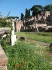 rome060108 077.jpg (334kb)